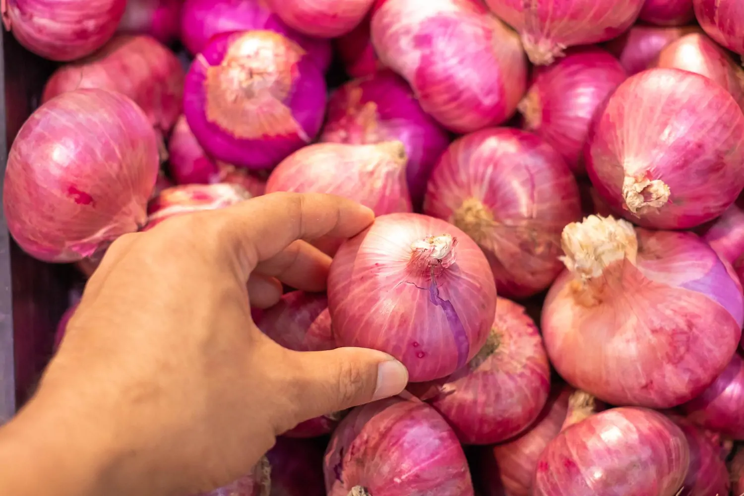 Cách trồng hành tím thông dụng nhất hiện nay