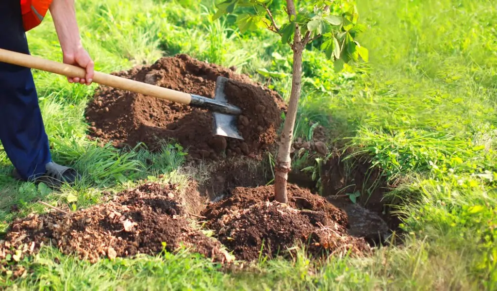 Quy trình trồng cây ăn quả không có bầu đất